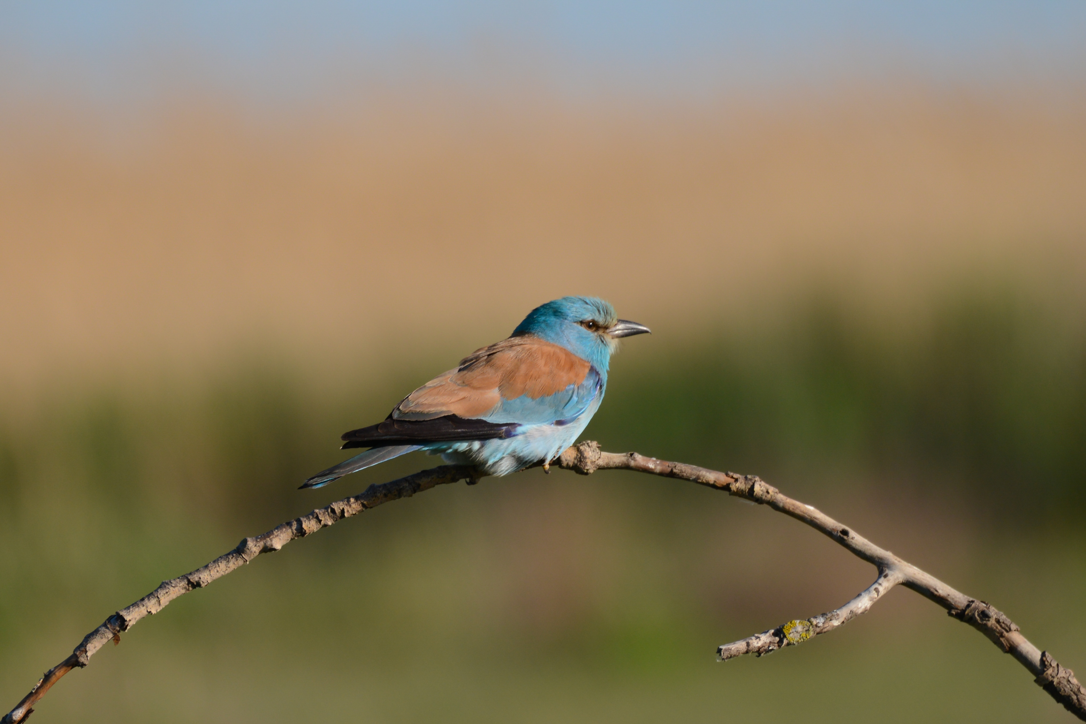 Natuurpark Puszta Eldorado Wildlife in natuurlijk Hongarije